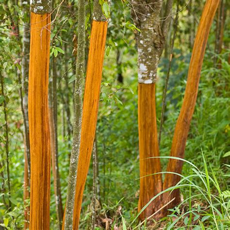 Cinnamon trees. Things To Know About Cinnamon trees. 